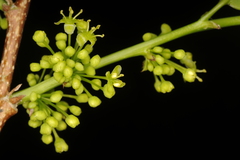 Margaritaria indica